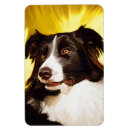 Search for working breed Collie