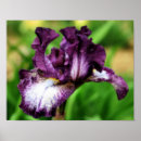 Search for purple iris art Floral