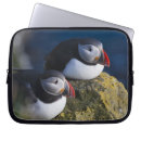 Search for arctica Puffin