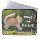 Search for ginger cat electronics Kitten