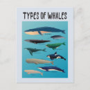 Search for mammal postcards Orca