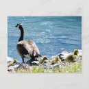 Search for babe postcards Nature
