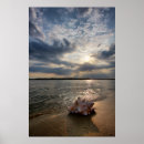 Search for pictures of shells posters Sand