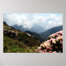 Search for alpine flower posters Nature