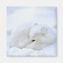 Search for manitoba magnets Winter
