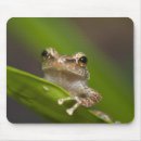 Search for tree frog mousepads Forest