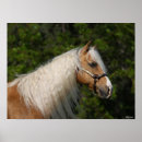 Search for palomino posters Quarter horse