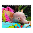 Search for adopt office supplies Pets