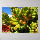 Search for jelly bean posters Flowers