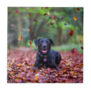 Search for labrador tiles Puppy