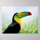 Search for toucan birds posters Black