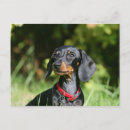 Search for miniature dachshund postcards Bob and pam langrish