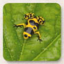 Search for darts coasters Amphibian