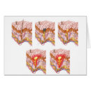Search for corpuscle Colour image