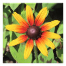 Search for rudbeckia posters Photography