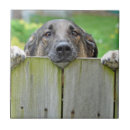 Search for german shepherd tiles Outdoor