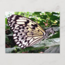 Search for cute zebra postcards Humour