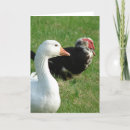 Search for waterfowl cards White