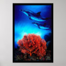 Search for dolphin drawing posters Dolphins