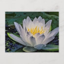 Search for pond life postcards Water