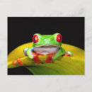 Search for treefrogs postcards Fauna