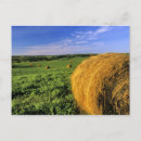 Search for bale of hay postcards North dakota