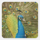 Search for travel around the world stickers Birds