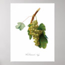 Search for vintage grape vine posters Fruit