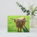 Search for highland postcards Souvenir