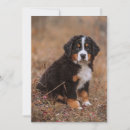 Search for bernese mountain dog cards Canine