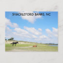 Search for wild horses postcards Travel