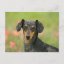 Search for miniature dachshund postcards Sitting
