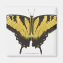 Search for swallowtail butterfly magnets Wildlife