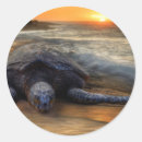 Search for hawaii turtle stickers Travel