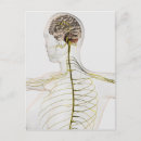 Search for nervous system postcards Brain stem