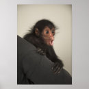 Search for monkey face posters Nature