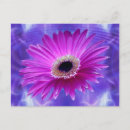 Search for pink daisy postcards Daisies