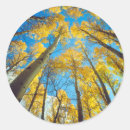 Search for aspen trees stickers Autumn
