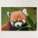 Search for cute red panda puzzles Pandas