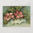 Search for vintage rose illustration postcards Antique