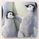 Search for chick coasters Penguin