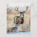 Search for mule deer postcards Doe