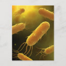 Search for bacterium postcards Abundance