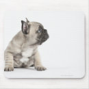 Search for pedigree dog mousepads Animal