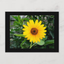 Search for pretty postcards Sunflowers