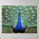 Search for peacock home decor posters Blue
