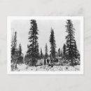Search for arctic circle Photograph