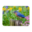 Search for avian magnets Fauna