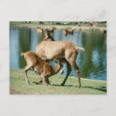 Search for offspring postcards Nature