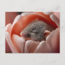 Search for pink mouse postcards Flower